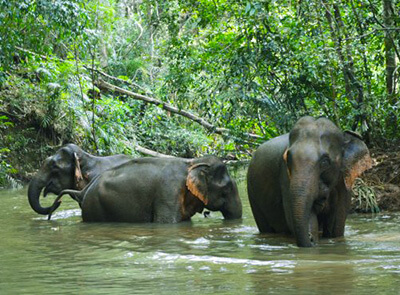 Mondulkiri Elephant Family