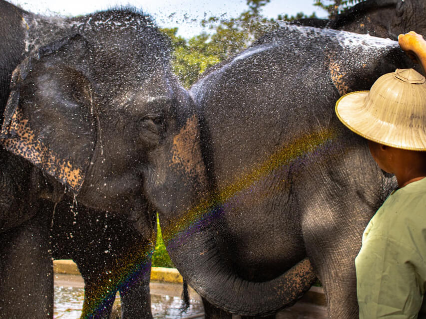 Kulen Elephant Forest - The Only Elephant Tours in Siem Reap